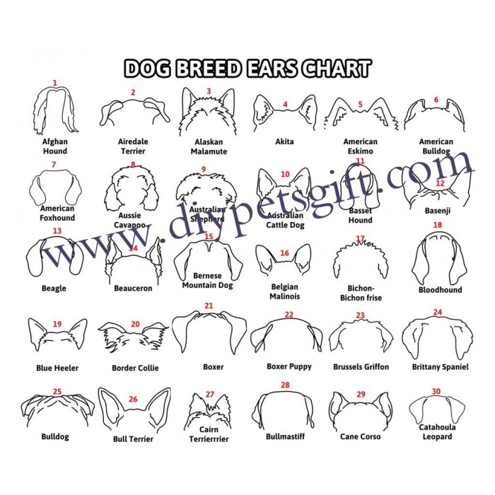 Custom Selection Of Pet Ear Style Frames For Pet Lovers